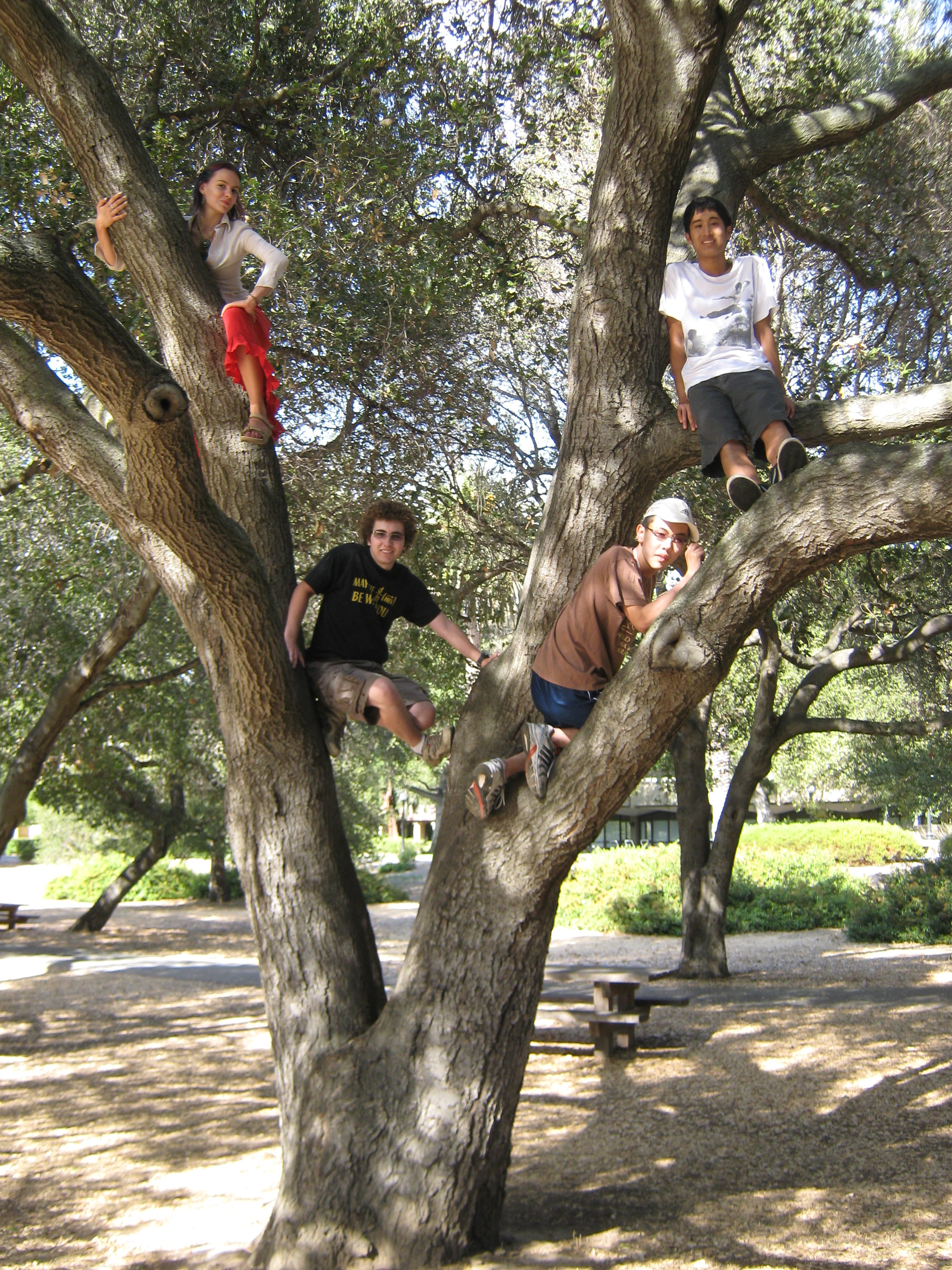 climb a tree